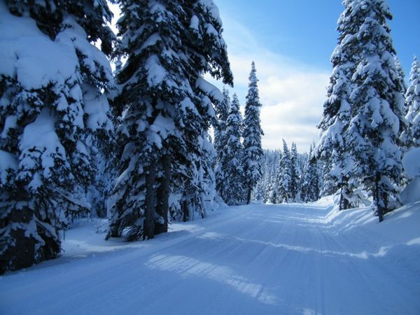 White Wolf Groomed Trails